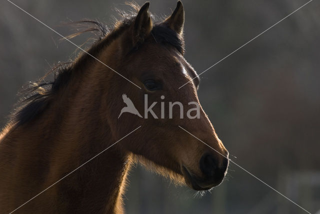 New Forest pony (Equus spp.)