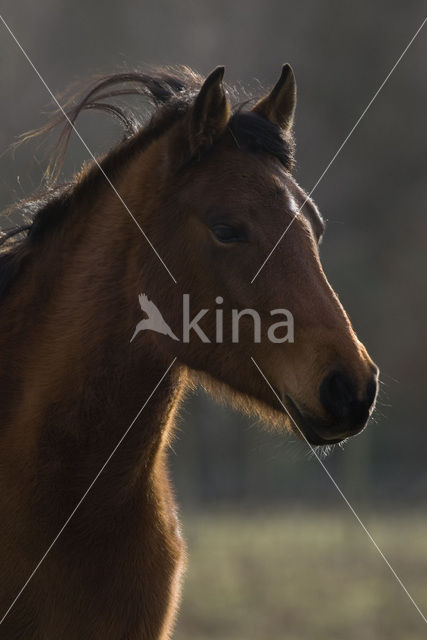 New Forest pony (Equus spp.)