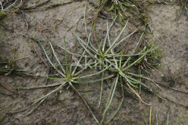 Oeverkruid (Littorella uniflora)