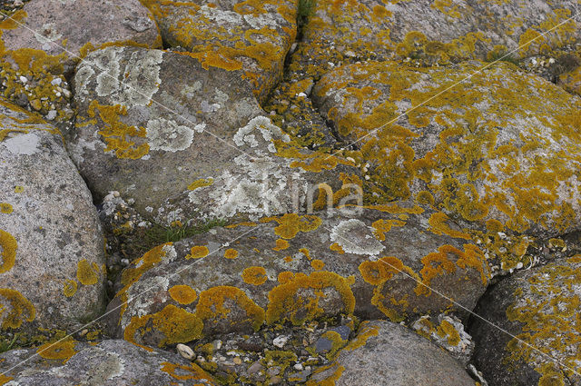 Oranje dooiermos (Xanthoria calcicola)