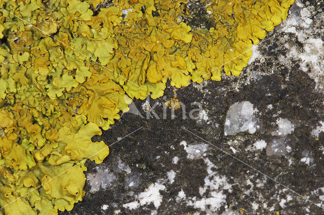 Oranje dooiermos (Xanthoria calcicola)