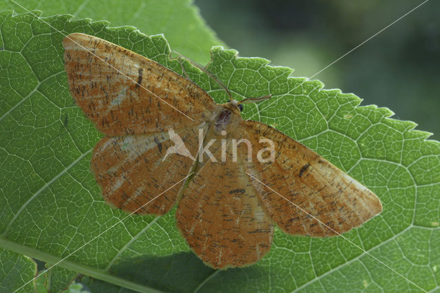 Oranje iepentakvlinder (Angerona prunaria)