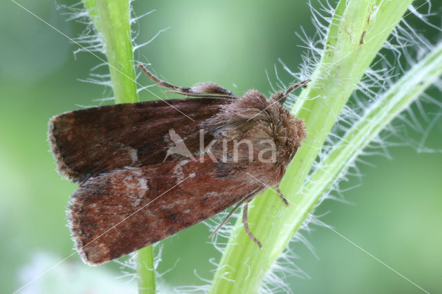 Oranjegeel Halmuiltje (Oligia fasciuncula)