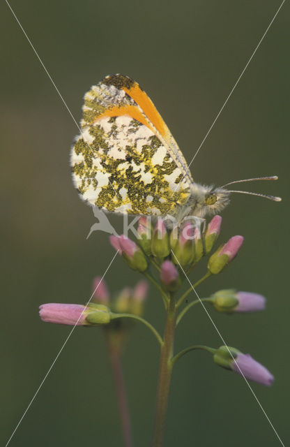 Oranjetipje (Anthocharis cardamines)