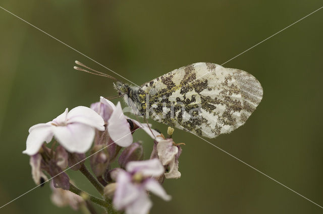 Oranjetipje (Anthocharis cardamines)