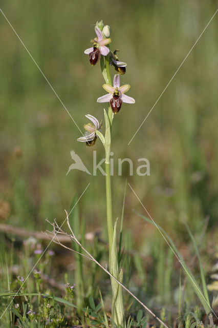 Outstanding Ophrys (Ophrys exaltata subsp. splendida)