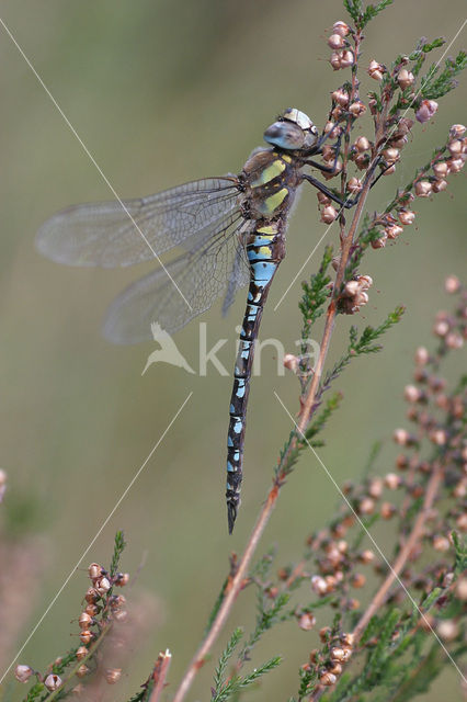 Paardenbijter (Aeshna mixta)