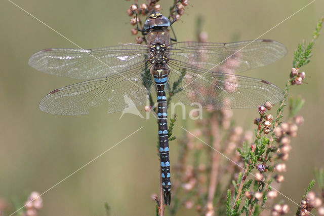 Paardenbijter (Aeshna mixta)