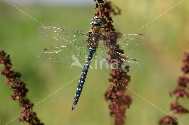 Paardenbijter (Aeshna mixta)