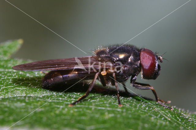 Paddestoelgitje (Cheilosia scutellata)