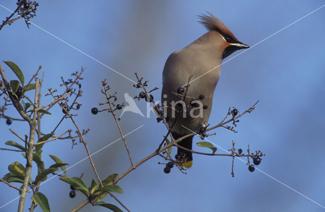 Pestvogel (Bombycilla garrulus)