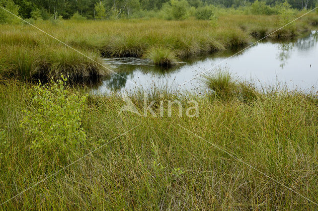 Pijpestrootje (Molinia caerulea)