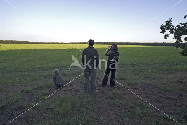 Planken Wambuis