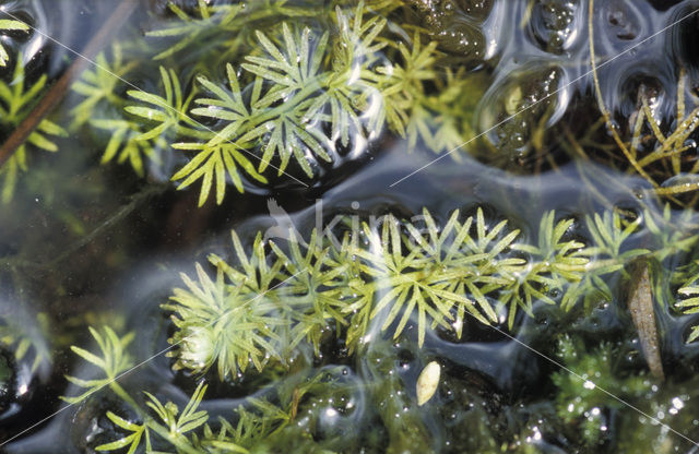 Intermediate Bladderwort (Utricularia intermedia)