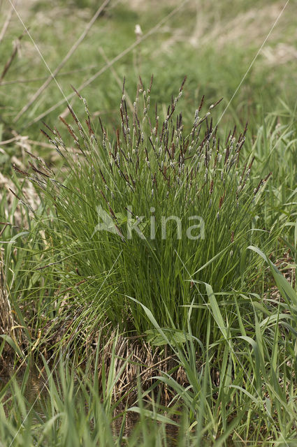 Polzegge (Carex cespitosa)