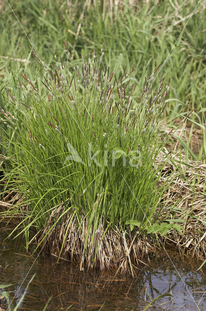 Polzegge (Carex cespitosa)