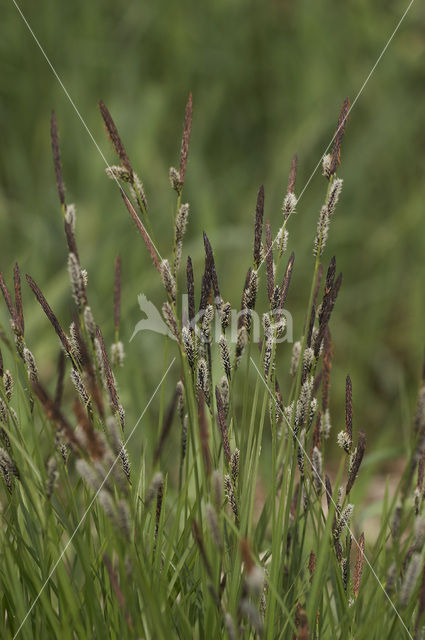 Polzegge (Carex cespitosa)