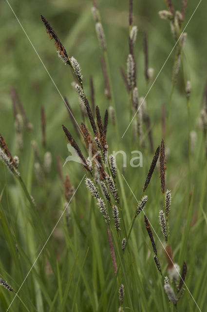 Polzegge (Carex cespitosa)