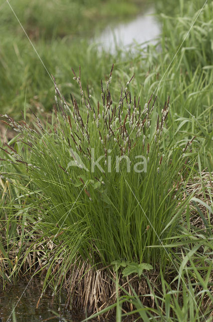 Polzegge (Carex cespitosa)