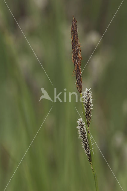 Polzegge (Carex cespitosa)