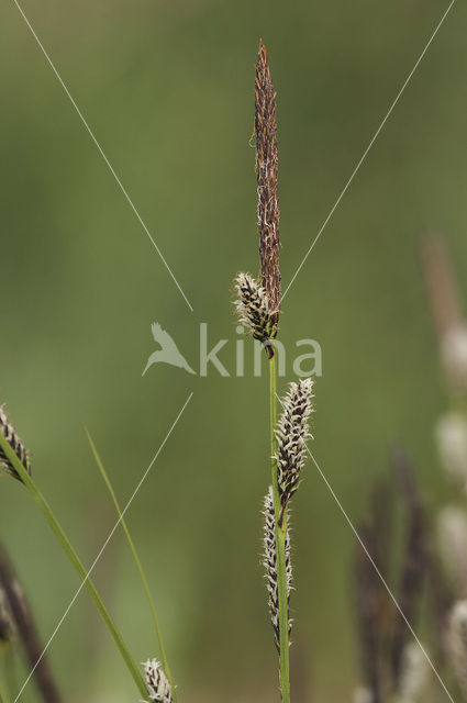 Polzegge (Carex cespitosa)