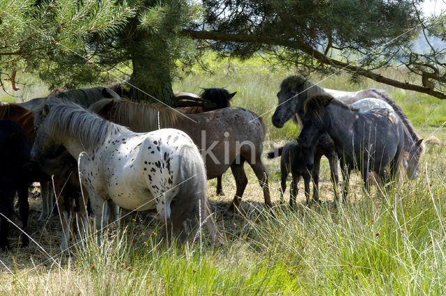 Pony (Equus spp)