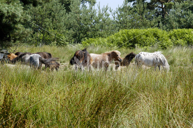 Pony (Equus spp)