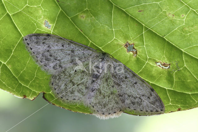 Prachtstipspanner (Scopula marginepunctata)