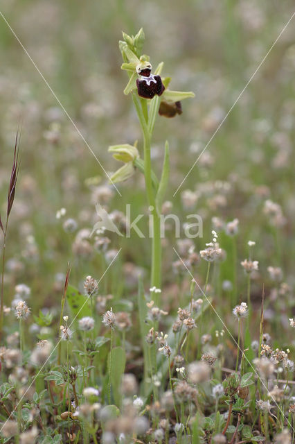 Provincaalse orchis