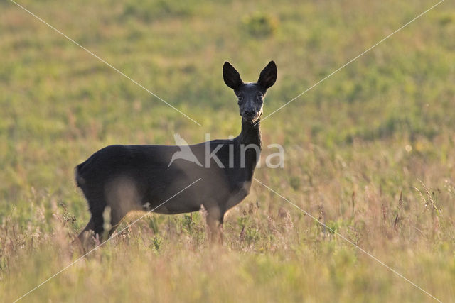 Ree (Capreolus capreolus)