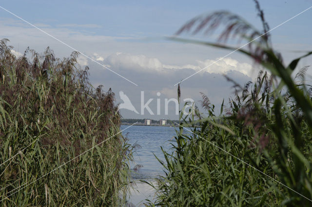 Riet (Phragmites australis)