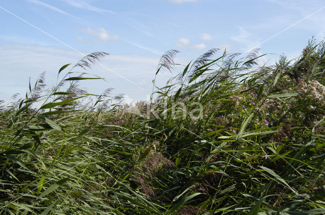 Riet (Phragmites australis)