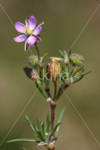 Rode schijnspurrie (Spergularia rubra)