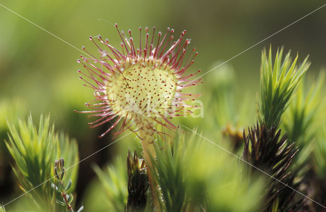 Ronde zonnedauw (Drosera rotundifolia)