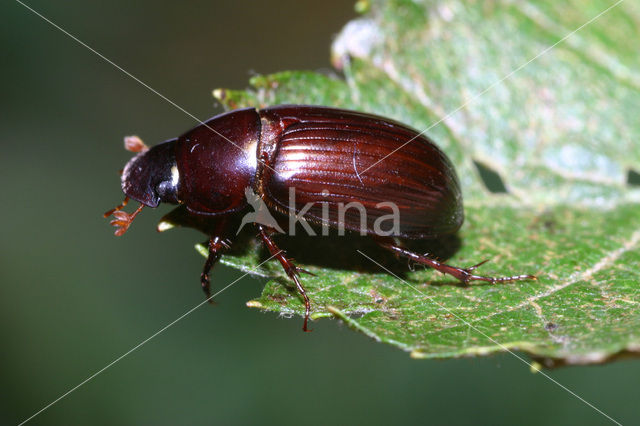 Rondkopveldmestkever (Aphodius rufipes)