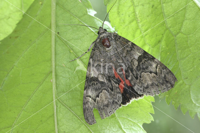 Rood weeskind (Catocala nupta)