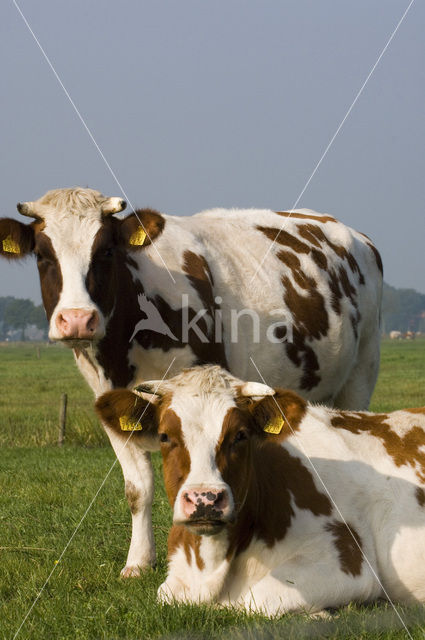 Roodbonte MRIJ Koe (Bos domesticus)