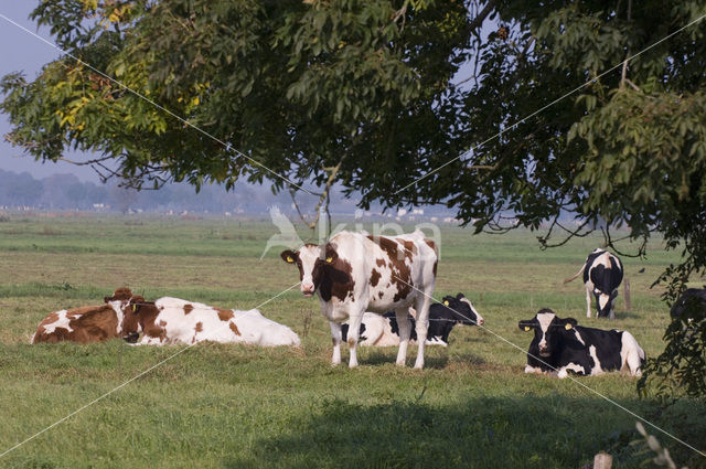 Roodbonte MRIJ Koe (Bos domesticus)