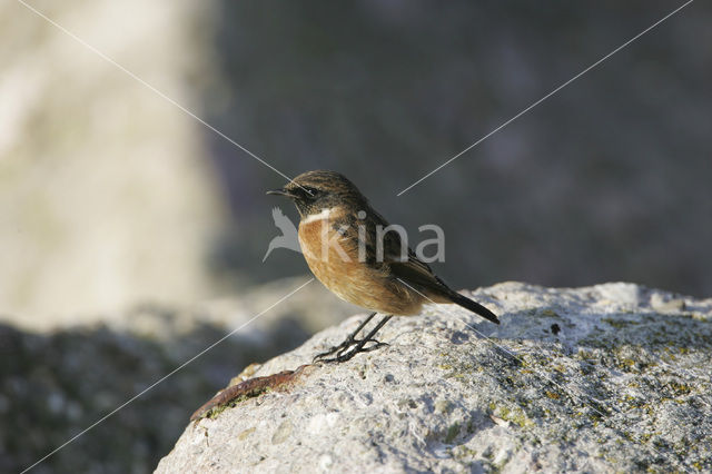 Roodborsttapuit (Saxicola rubicola)