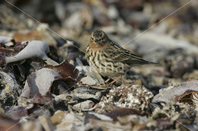 Roodkeelpieper (Anthus cervinus)