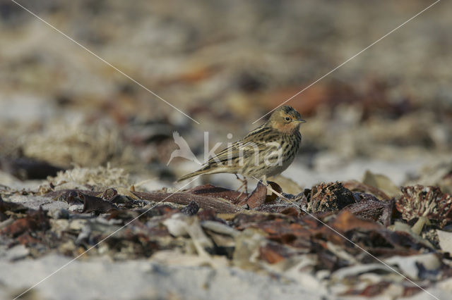 Roodkeelpieper (Anthus cervinus)