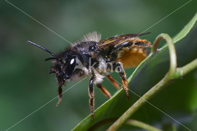 Rosse metselbij (Osmia rufa)