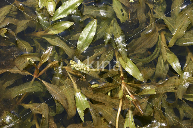 Rossig fonteinkruid (Potamogeton alpinus)