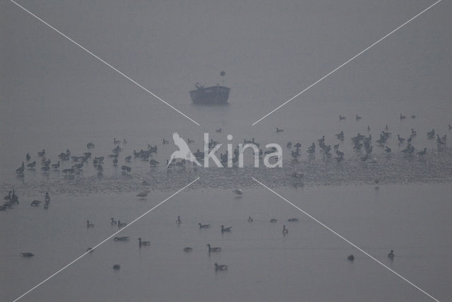 Rotgans (Branta bernicla)