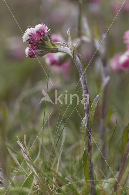 Rozenkransje (Antennaria dioica)