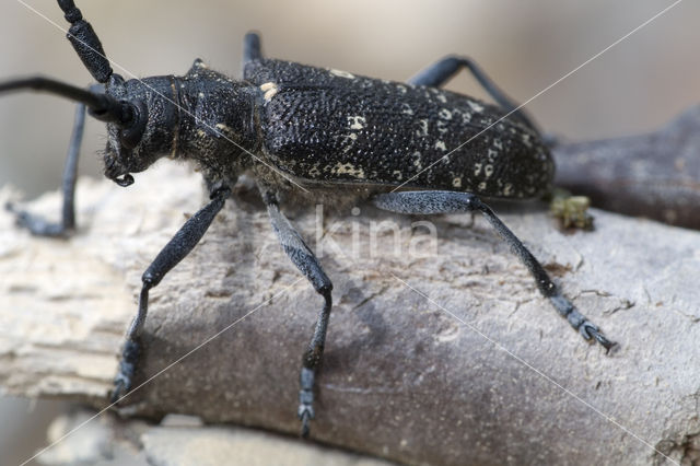 sawyer beetle (Monochamus sator)