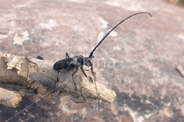 sawyer beetle (Monochamus sator)