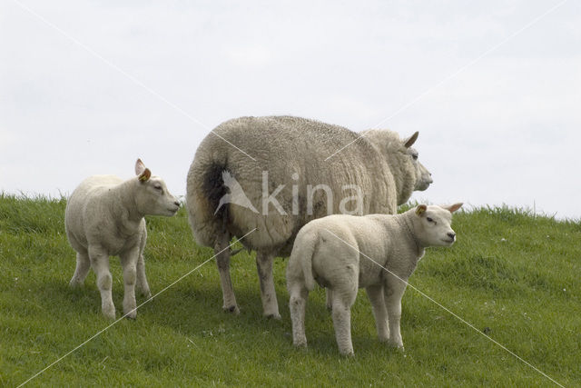 Schaap (Ovis domesticus)