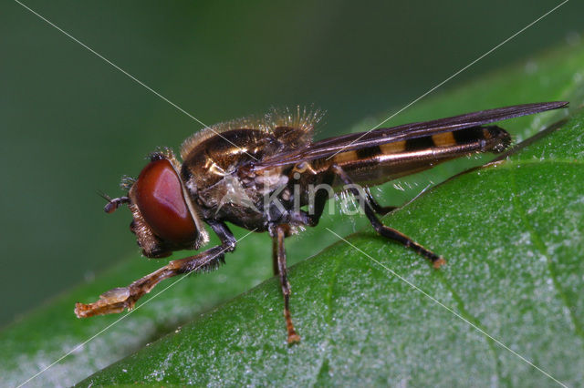 Scheefvlekplatvoetje (Platycheirus peltatus)