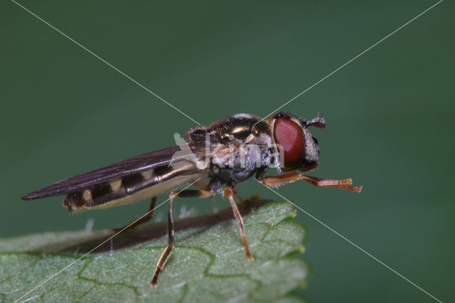 Scheefvlekplatvoetje (Platycheirus peltatus)